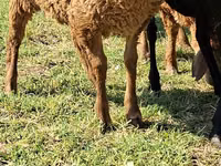 公山羊, Goats — 照片 5
