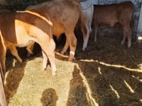 सांड, Simmental cattle — फ़ोटो 5
