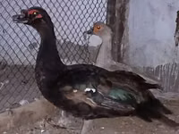 Ducks — फ़ोटो 1