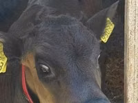 أبقار (دفعة، الجنس غير محدد), Russian Black pied cattle — الصورة 2
