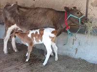 Үнээ, Latvian Blue cattle — 2 зураг