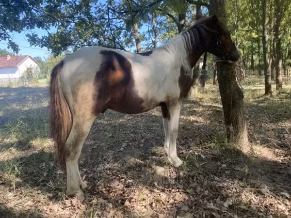 Horse (M), Horses