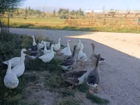 Geese — الصورة 4