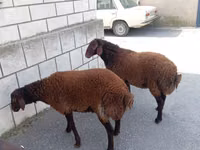 كبش, الأغنام — الصورة 1