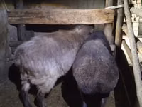 نعجة, Adal sheep — الصورة 2