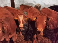牛只（批次，未指定性别）, Limousin cow — 照片 2
