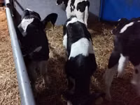 सांड, Russian Black pied cattle — फ़ोटो 3