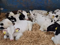 सांड, Russian Black pied cattle — फ़ोटो 4
