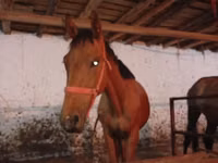 घोड़ा, Manipuri pony — फ़ोटो 6
