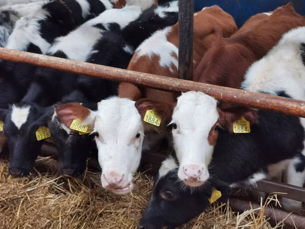 Cattle (batch, sex not specified), Simmental cattle