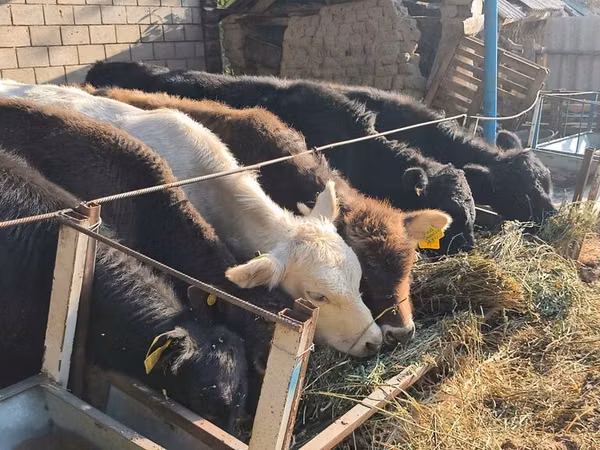Toro, Ganado vacuno