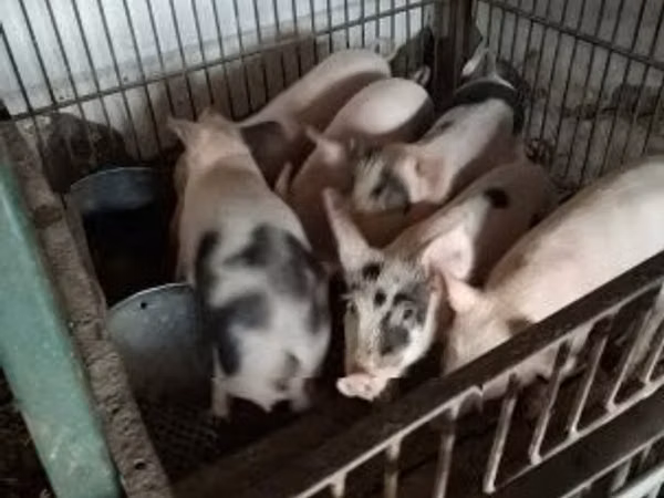 सूअर (लॉट, लिंग निर्दिष्ट नहीं), सूअर