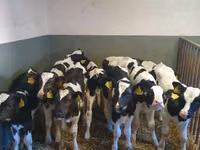 Bull, Russian Black pied cattle — photo 5