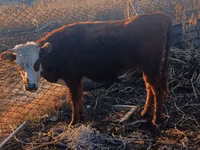 Schaf, Tian-Shan semifinewool sheep — Foto 2