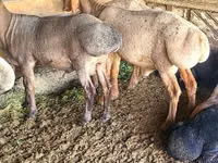 كبش, Edilbay sheep — الصورة 1