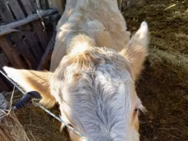 母牛, Simmental cattle