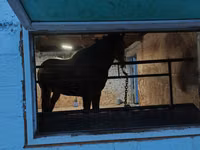 घोड़ा, Arabian horse — फ़ोटो 4