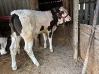 Bulle, Russian Black pied cattle — Foto 1