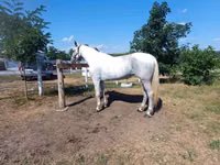 Stute, Orlov Trotter — Foto 1