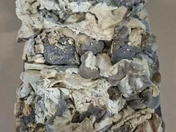Кишки говяжьи на переработку