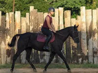 母马, Quarter Horse — 照片 7