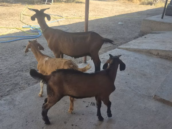 बकरी, Alpine goat