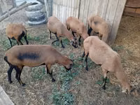 Schaf, Cameroon sheep — Foto 1