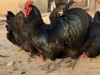 الأندلسية الزرقاء — الصورة 1