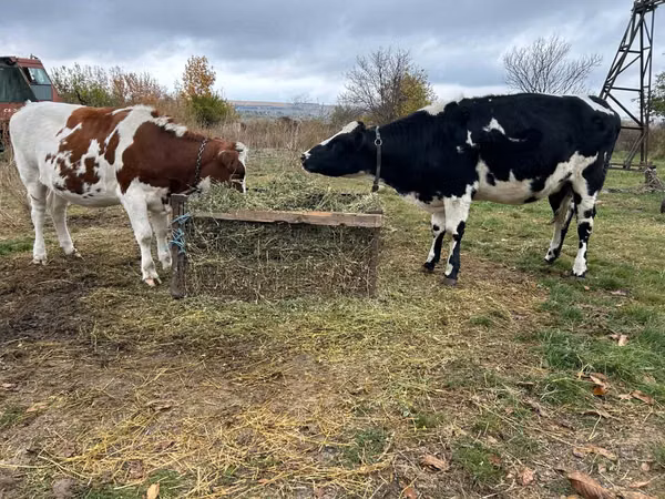Cow, Russian Black pied cattle