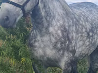 Адуу, Percheron — 2 зураг