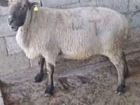 Widder, Hampshire sheep — Foto 3