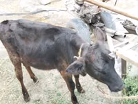 Cow, Cattle — photo 1