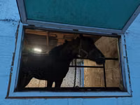 घोड़ा, Arabian horse — फ़ोटो 5