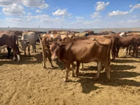 Cow, Red Steppe Cow — photo 3