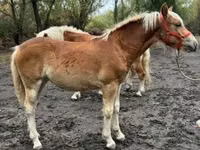 母马, Haflinger — 照片 3