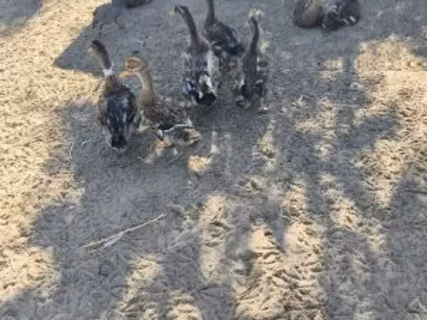 Ducks