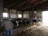 Cow, Cattle — photo 1