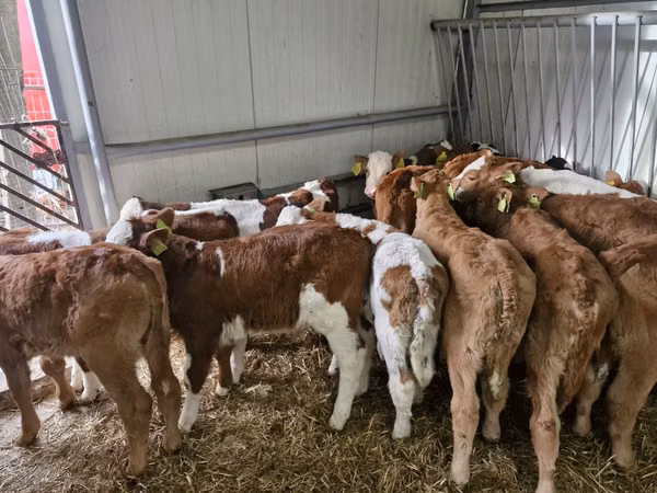 Toro, Simmental cattle