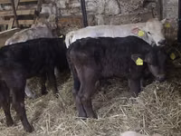 ثور, Simmental cattle — الصورة 2