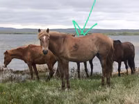 Horses (batch, sex not specified), Horse breed — photo 5