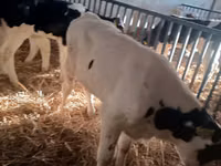 Bull, Russian Black pied cattle — photo 2