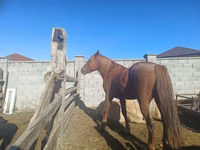 Азаргагүй морь, Kazakh horse — 1 зураг