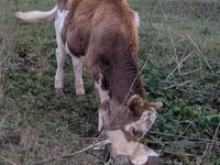 Cow, Russian Black pied cattle — photo 5