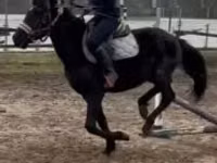 Horse (M), Hungarian horse breed — photo 5