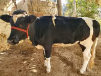 ثور, الماشية — الصورة 2