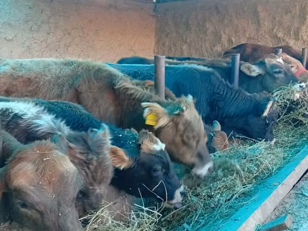 Toro, Ganado vacuno