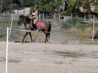 Stute, Polish pony — Foto 2