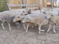 Хуц, Ile-de-France sheep — 2 зураг