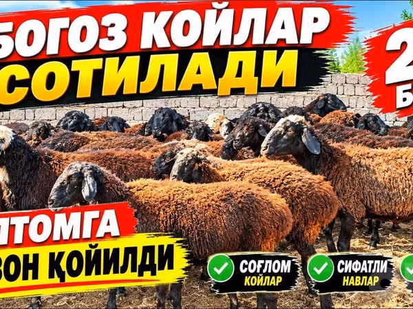 Oveja, Ovejas
