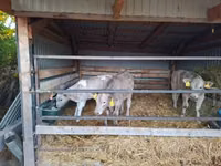 Bulle, Simmental cattle — Foto 4